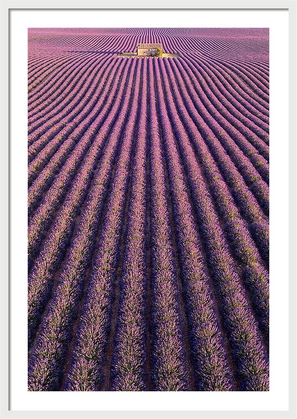 Serenity In Lavender Fields