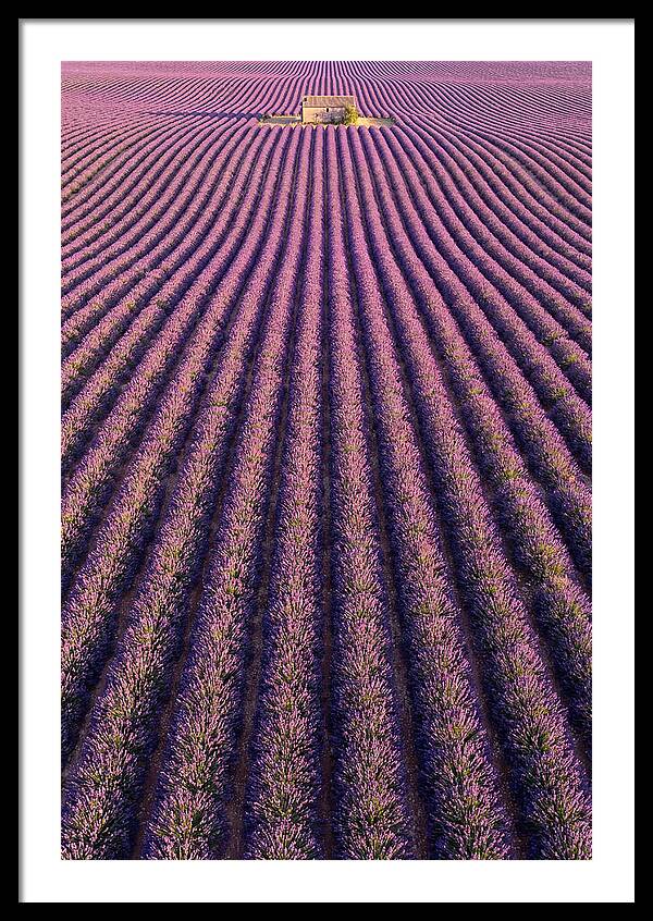 Serenity In Lavender Fields