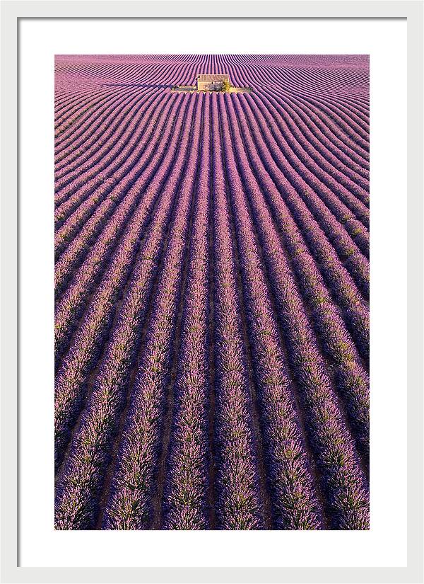 Serenity In Lavender Fields