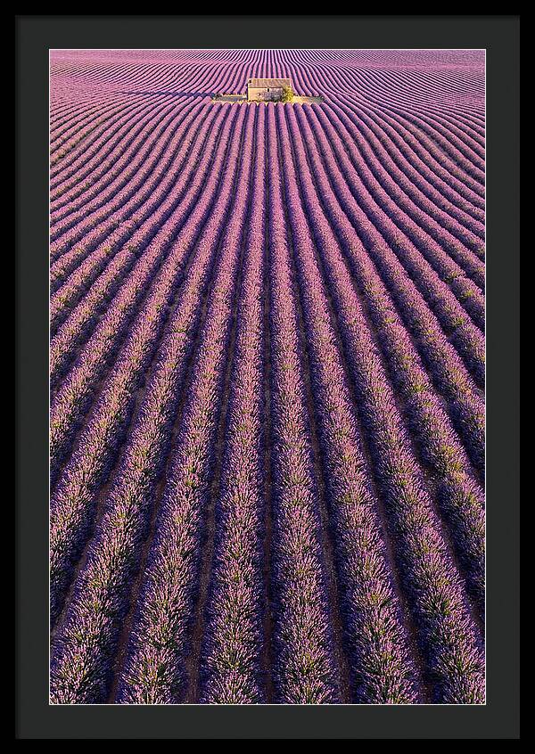 Serenity In Lavender Fields