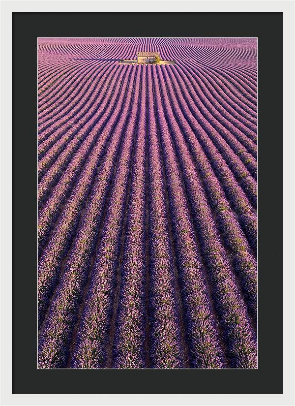Serenity In Lavender Fields