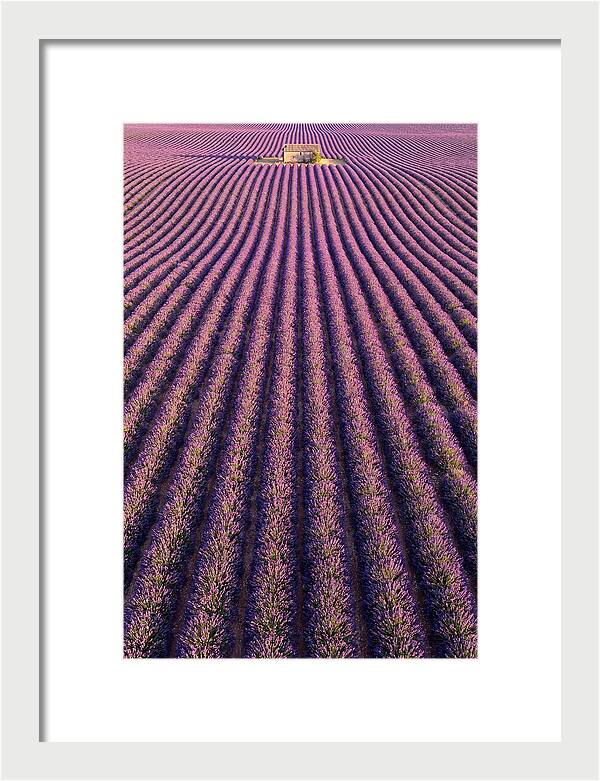 Serenity In Lavender Fields