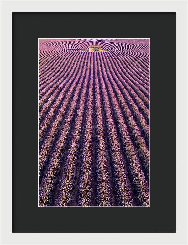 Serenity In Lavender Fields