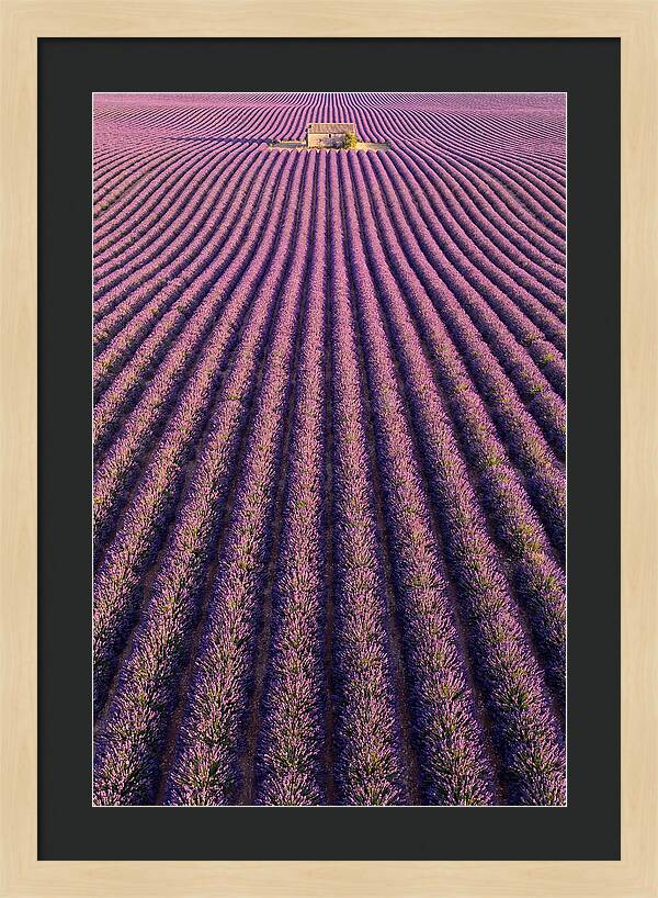 Serenity In Lavender Fields