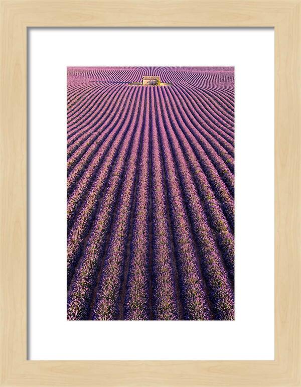 Serenity In Lavender Fields