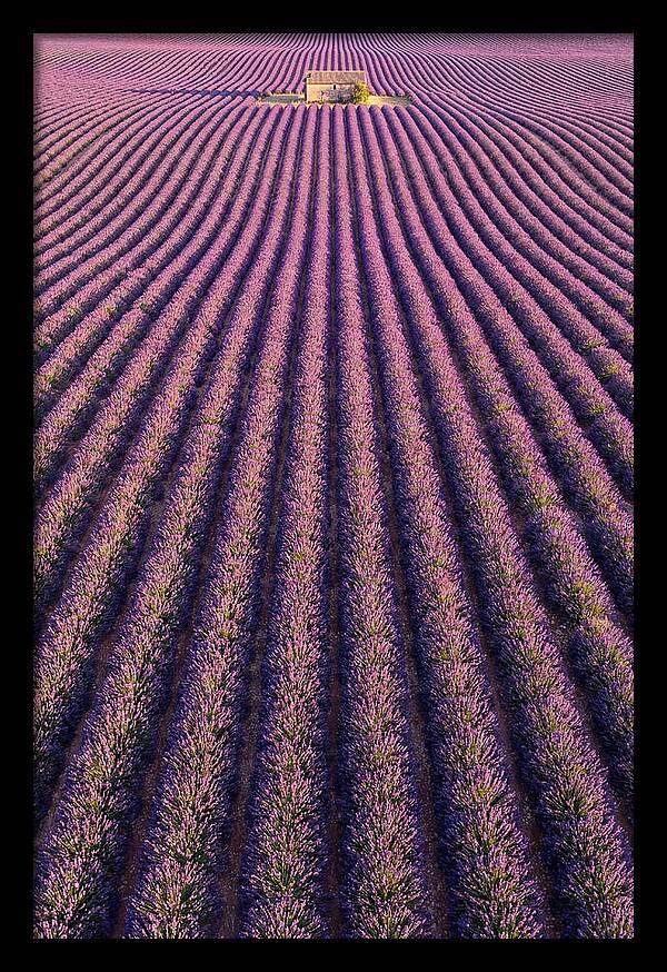 Serenity In Lavender Fields