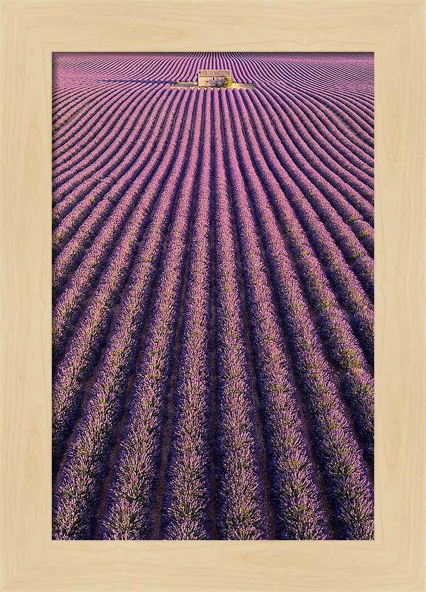 Serenity In Lavender Fields