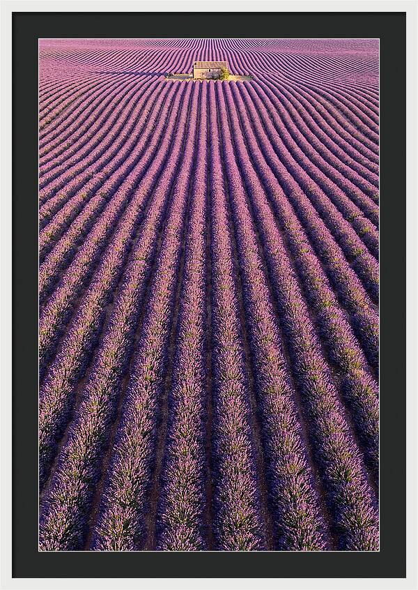 Serenity In Lavender Fields