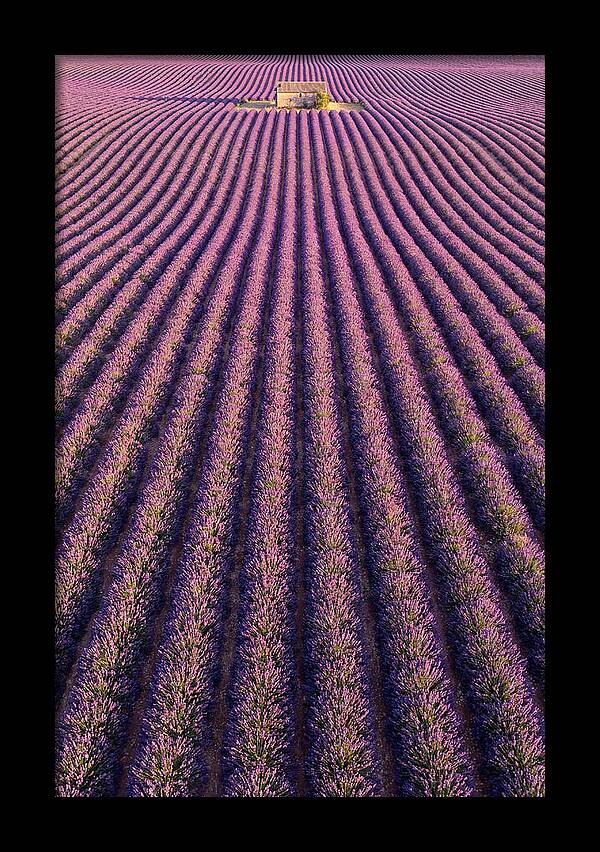Serenity In Lavender Fields