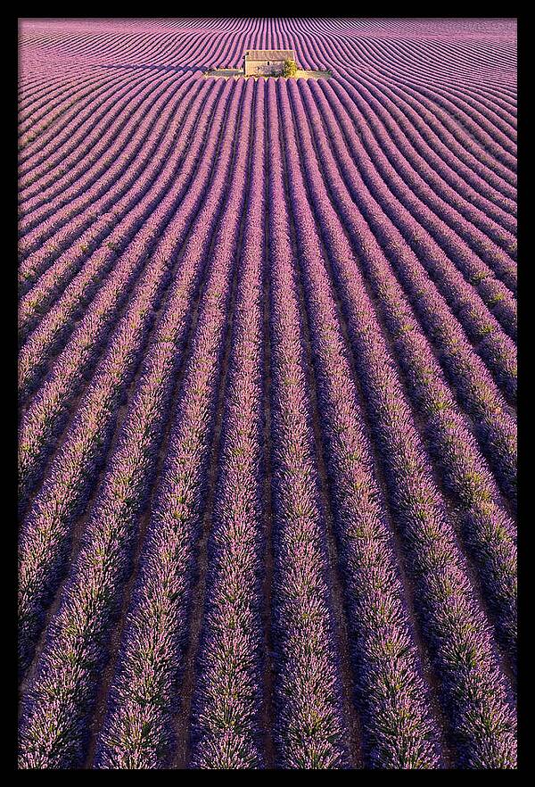 Serenity In Lavender Fields