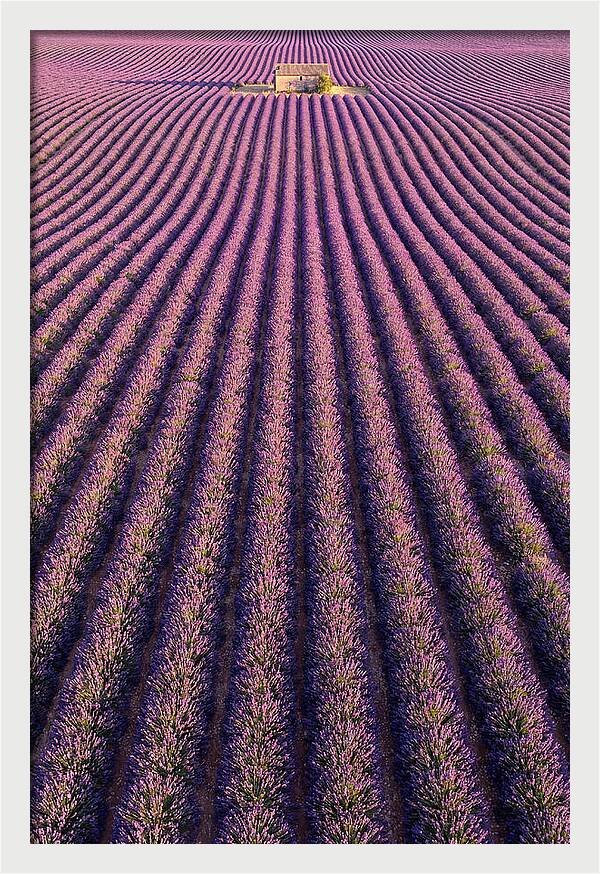 Serenity In Lavender Fields