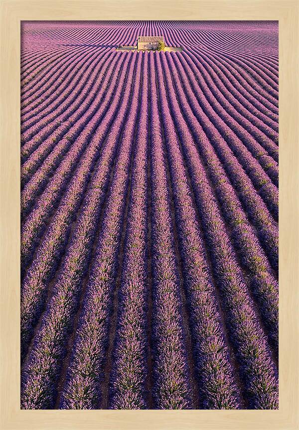 Serenity In Lavender Fields