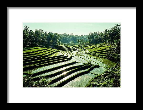Serenity Of Tegalalang Rice Terraces