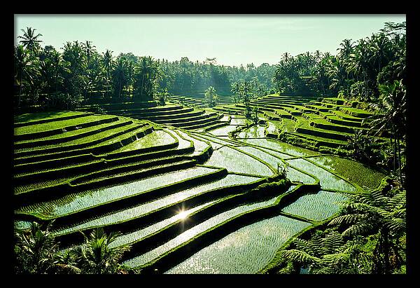 Serenity Of Tegalalang Rice Terraces