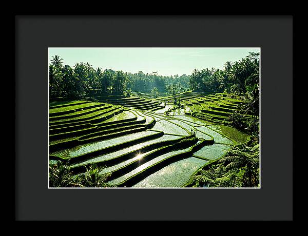 Serenity Of Tegalalang Rice Terraces