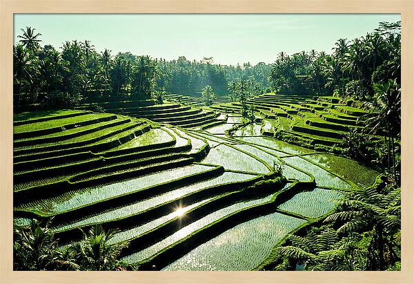 Serenity Of Tegalalang Rice Terraces