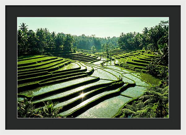 Serenity Of Tegalalang Rice Terraces
