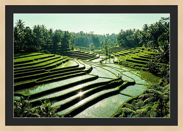 Serenity Of Tegalalang Rice Terraces