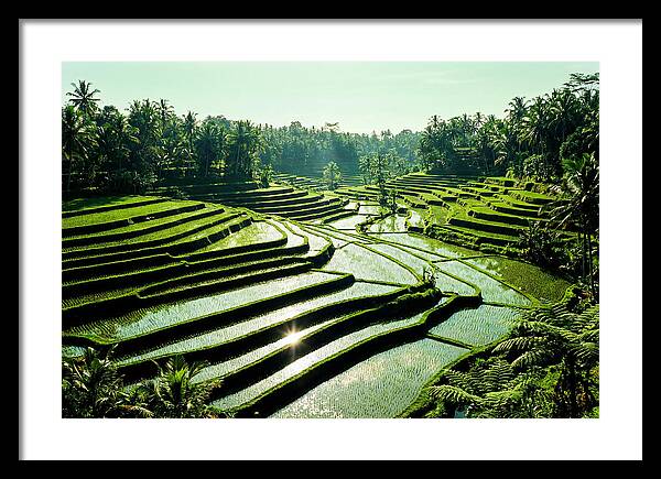 Serenity Of Tegalalang Rice Terraces