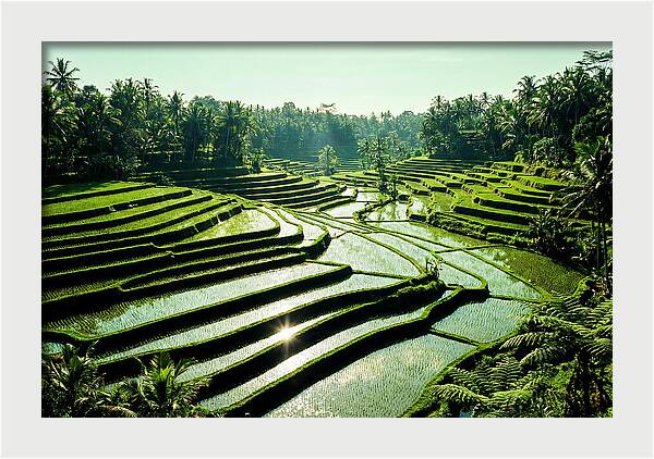 Serenity Of Tegalalang Rice Terraces