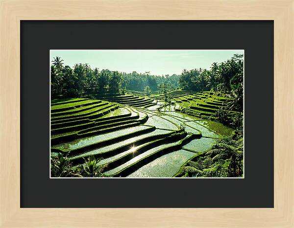 Serenity Of Tegalalang Rice Terraces