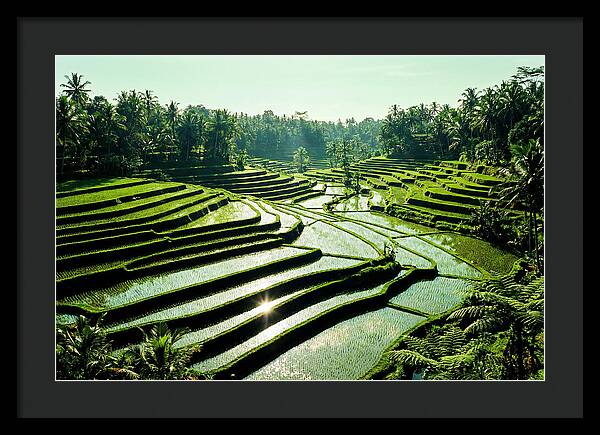 Serenity Of Tegalalang Rice Terraces