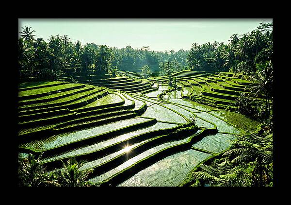 Serenity Of Tegalalang Rice Terraces