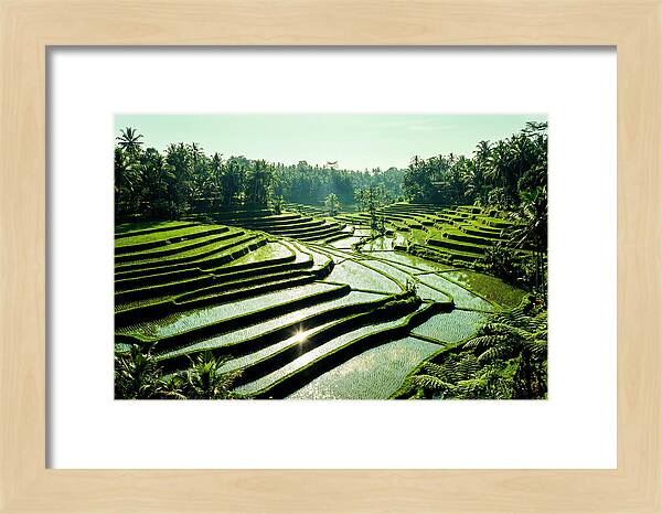 Serenity Of Tegalalang Rice Terraces