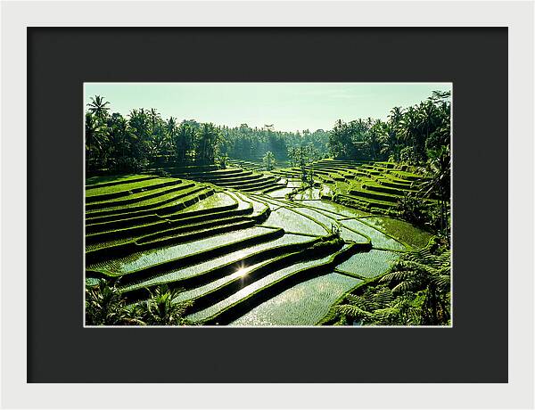 Serenity Of Tegalalang Rice Terraces