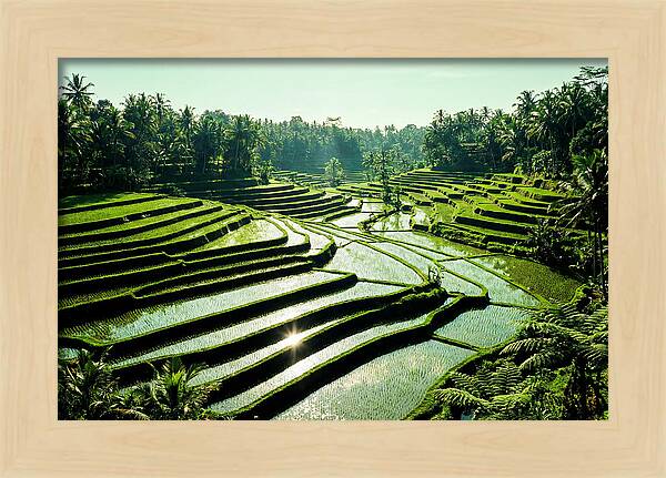 Serenity Of Tegalalang Rice Terraces
