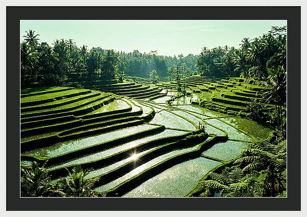 Serenity Of Tegalalang Rice Terraces