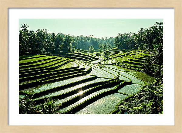 Serenity Of Tegalalang Rice Terraces
