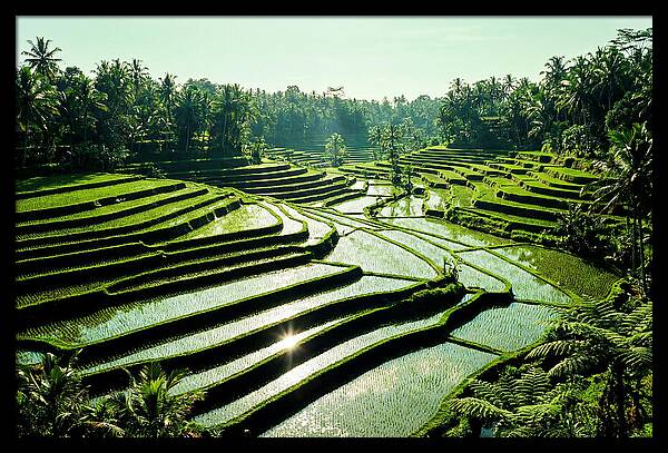 Serenity Of Tegalalang Rice Terraces