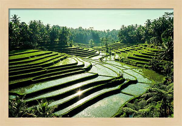 Serenity Of Tegalalang Rice Terraces