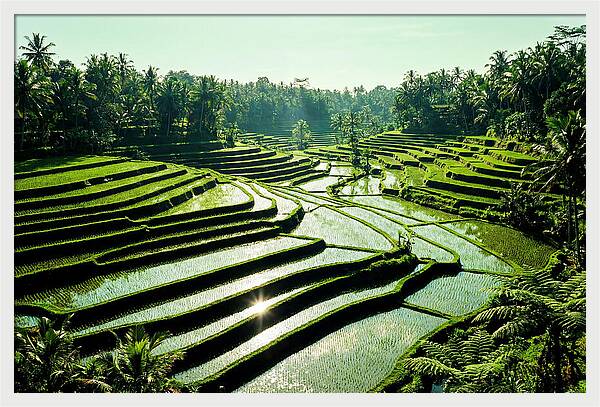 Serenity Of Tegalalang Rice Terraces