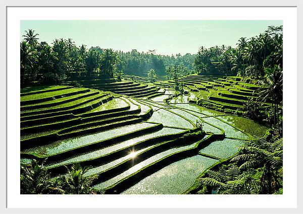 Serenity Of Tegalalang Rice Terraces