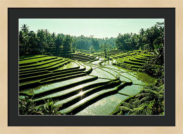 Serenity Of Tegalalang Rice Terraces