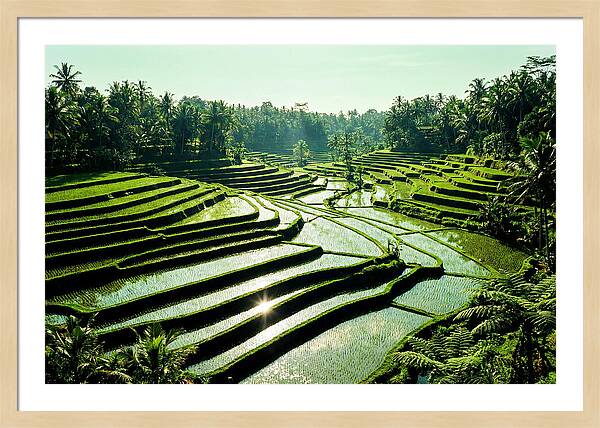 Serenity Of Tegalalang Rice Terraces