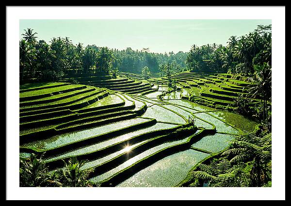 Serenity Of Tegalalang Rice Terraces