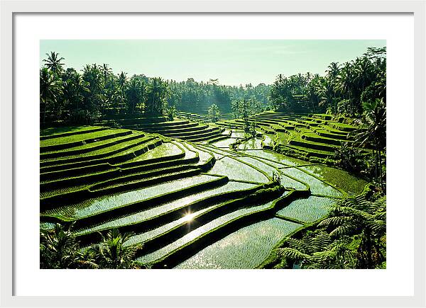 Serenity Of Tegalalang Rice Terraces