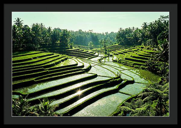 Serenity Of Tegalalang Rice Terraces