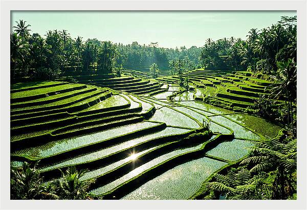 Serenity Of Tegalalang Rice Terraces