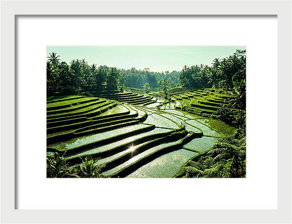 Serenity Of Tegalalang Rice Terraces