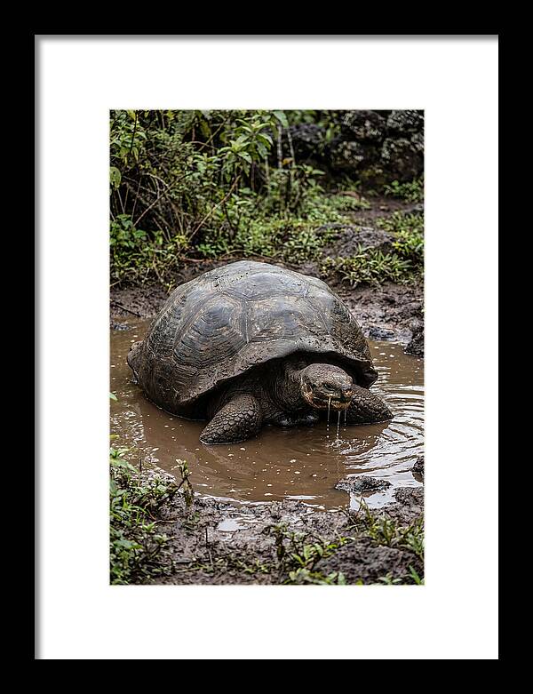 Serenity Of The Galapagos Tortoise