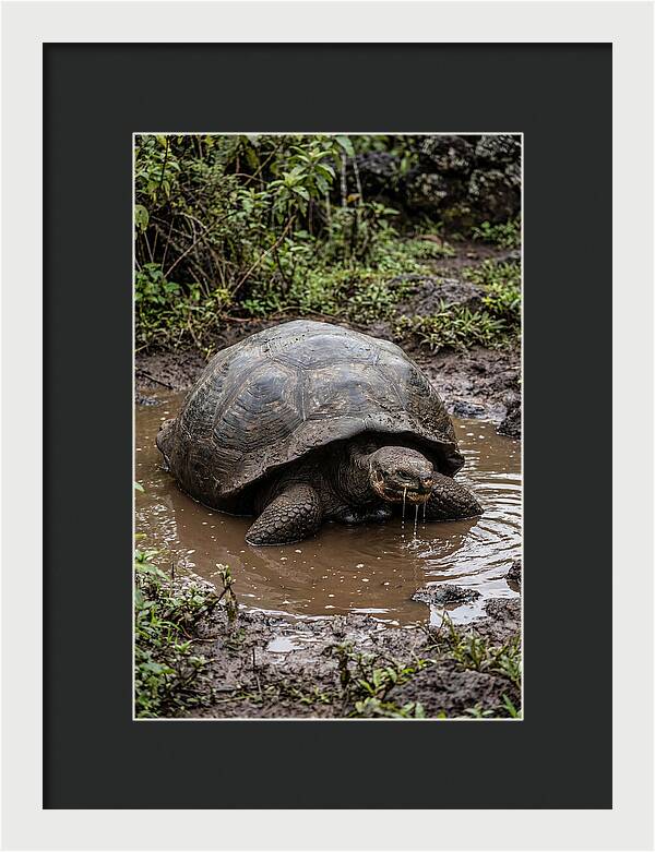 Serenity Of The Galapagos Tortoise