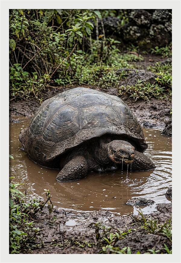 Serenity Of The Galapagos Tortoise