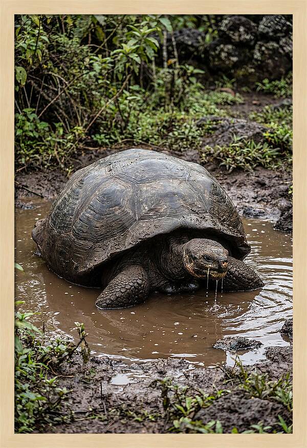 Serenity Of The Galapagos Tortoise