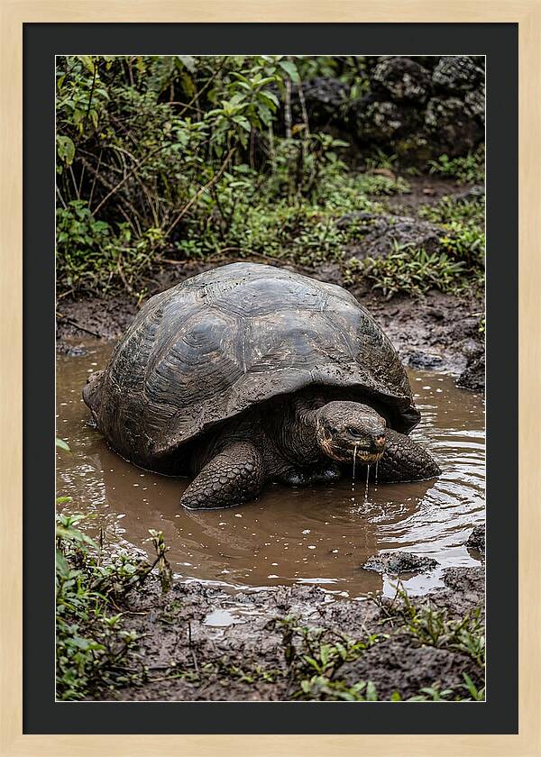 Serenity Of The Galapagos Tortoise
