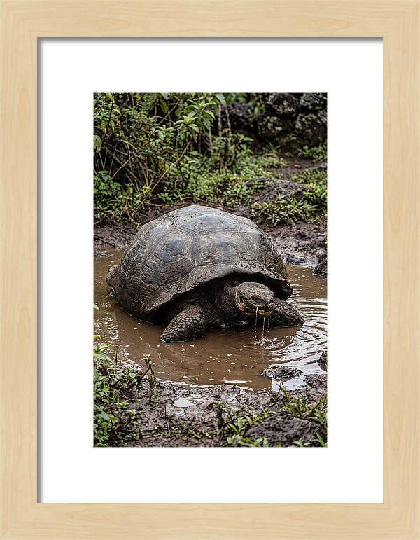 Serenity Of The Galapagos Tortoise