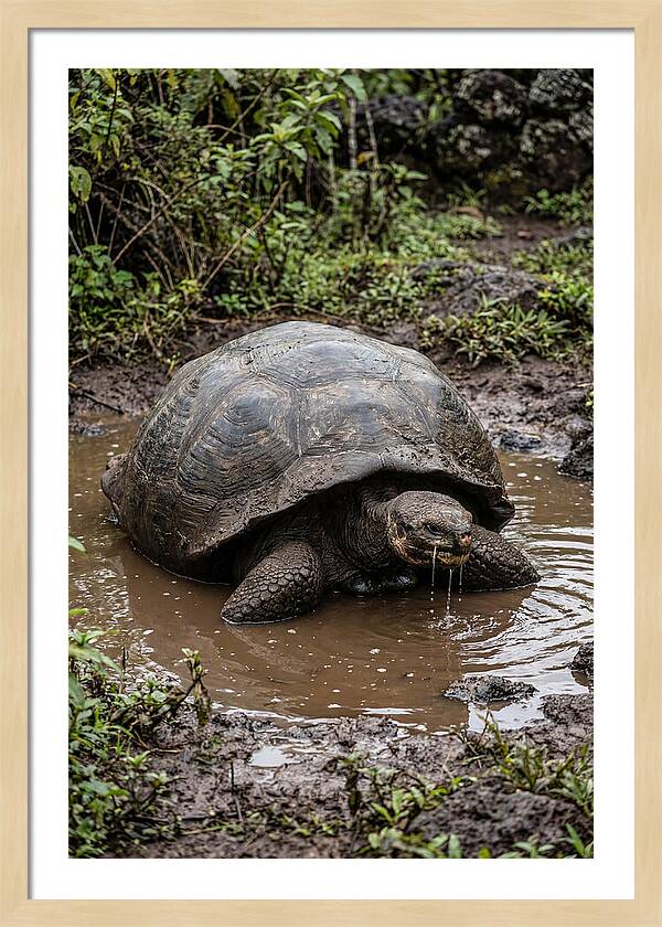 Serenity Of The Galapagos Tortoise
